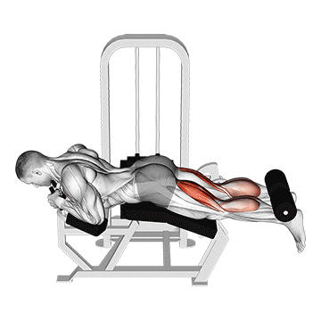 Mesa Flexora